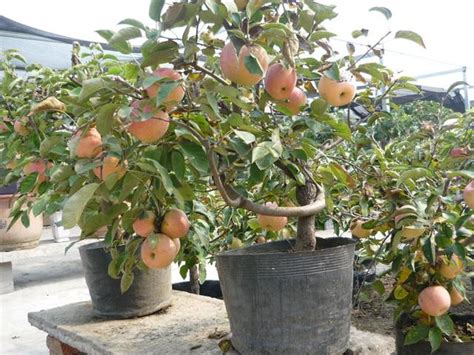 蘋果下巴面相 常春藤種植